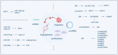 The multifaceted role of quaking protein in neuropsychiatric disorders and tumor progression